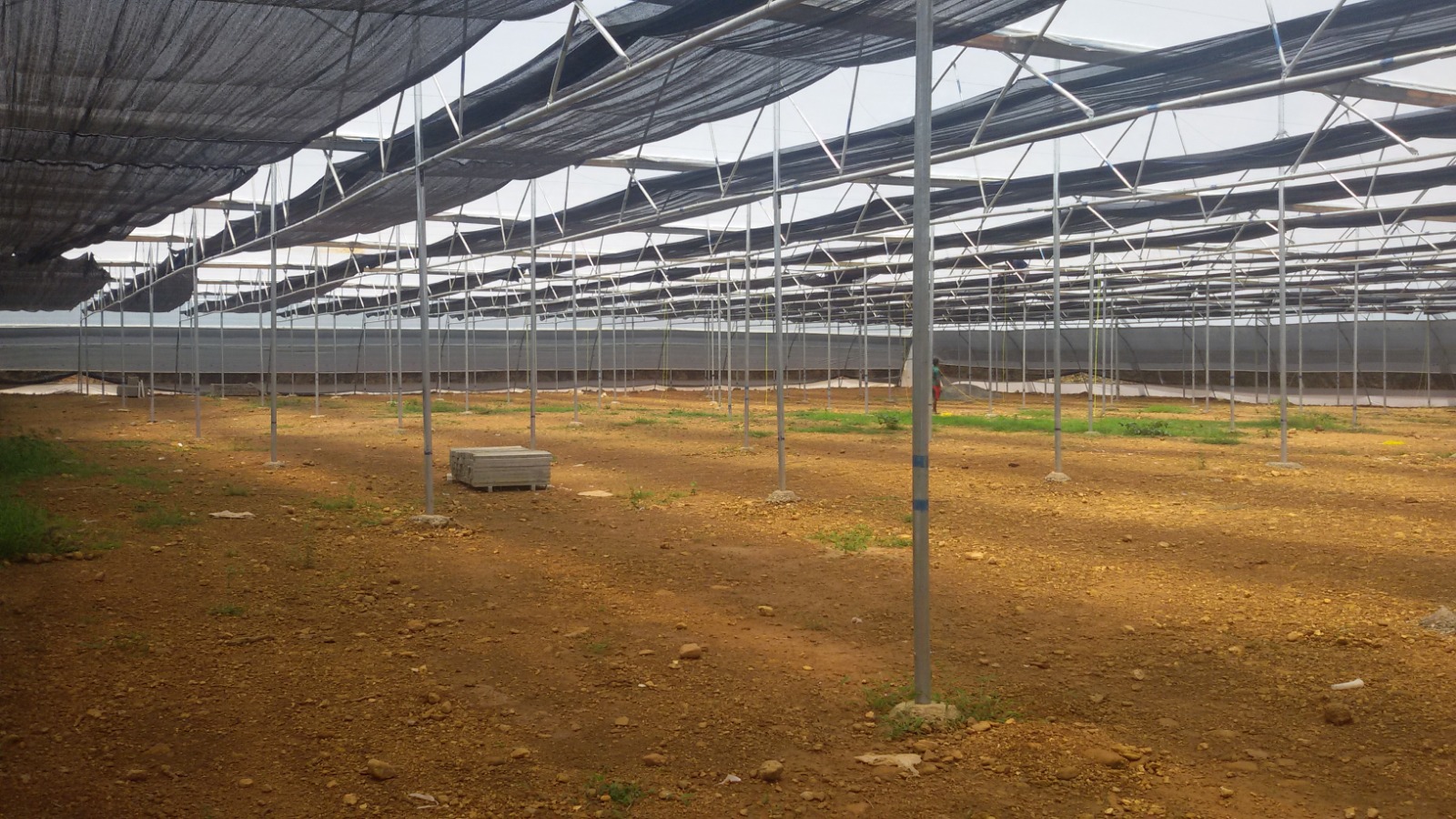 Greenhouse Project 12